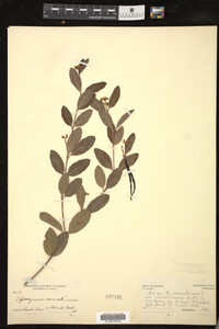 Image of Apocynum cannabinum var. glaberrimum