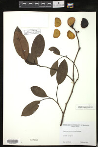 Image Associated With the Occurrence