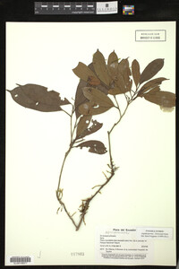 Image Associated With the Occurrence