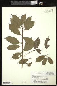 Image Associated With the Occurrence