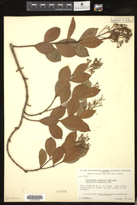 Image of Forsteronia guyanensis