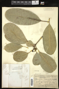 Media resource of Pteralyxia laurifolia