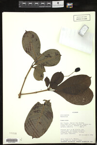 Image Associated With the Occurrence