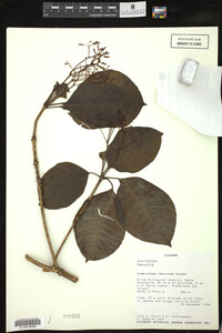 Image Associated With the Occurrence