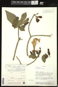 Image Associated With the Occurrence