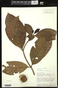 Image Associated With the Occurrence