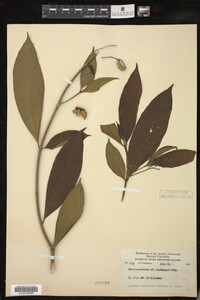 Media resource of Tabernaemontana pandacaqui