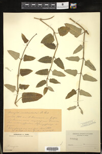 Image Associated With the Occurrence