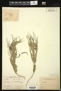 Image of Asclepias brachystephana