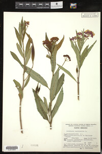 Asclepias curassavica image