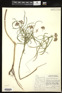 Asclepias fascicularis image