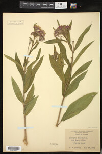 Asclepias incarnata image