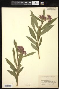 Asclepias incarnata image