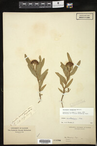 Media resource of Asclepias lanuginosa