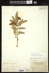 Asclepias lanuginosa image