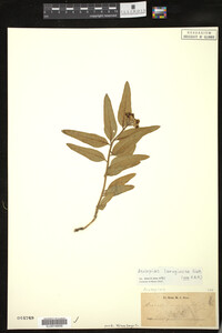 Asclepias lanuginosa image
