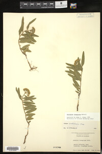 Asclepias lanuginosa image