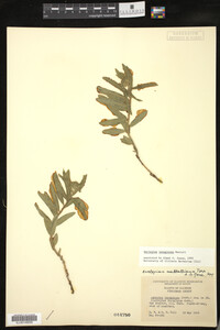 Asclepias lanuginosa image