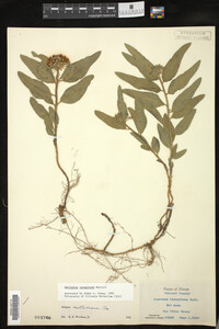 Asclepias lanuginosa image