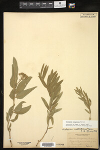 Asclepias lanuginosa image