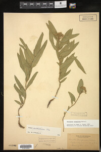 Asclepias lanuginosa image