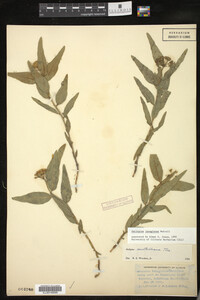 Asclepias lanuginosa image