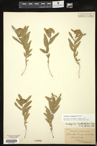 Asclepias lanuginosa image