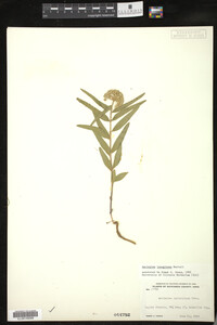 Asclepias lanuginosa image