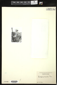 Media resource of Asclepias meadii