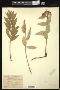 Media resource of Asclepias ovalifolia