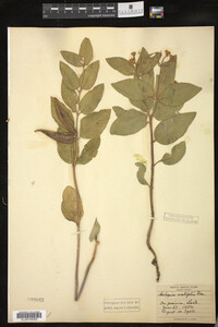 Asclepias ovalifolia image