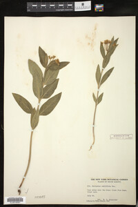 Asclepias ovalifolia image