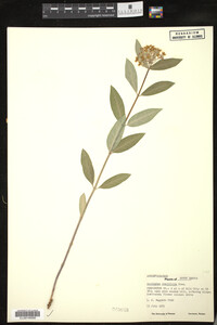 Asclepias ovalifolia image