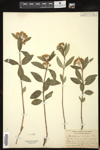Asclepias ovalifolia image