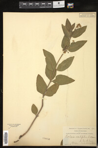 Asclepias ovalifolia image