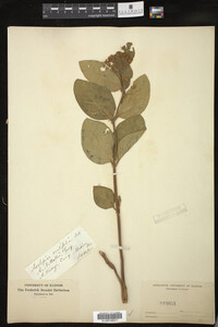 Asclepias ovalifolia image