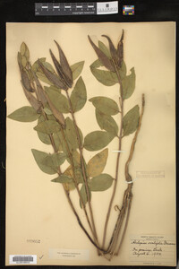 Asclepias ovalifolia image