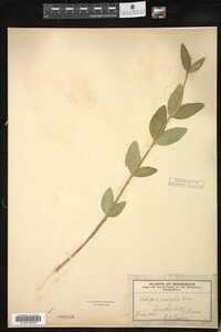 Asclepias ovalifolia image