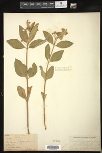 Asclepias ovalifolia image