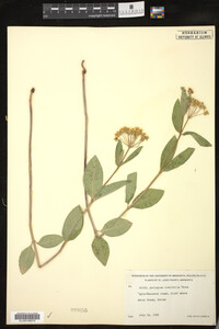 Asclepias ovalifolia image
