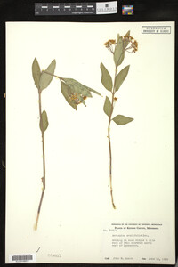 Asclepias ovalifolia image