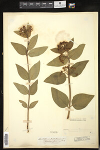 Asclepias ovalifolia image