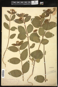 Asclepias ovalifolia image