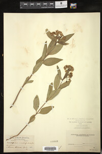 Asclepias ovalifolia image