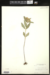 Asclepias ovalifolia image