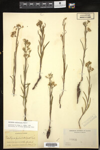 Image of Asclepias pedicellata