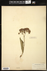 Asclepias purpurascens image