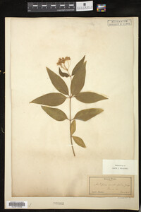 Image of Asclepias quadrifolia