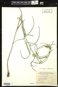 Media resource of Asclepias stenophylla