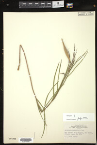 Asclepias stenophylla image